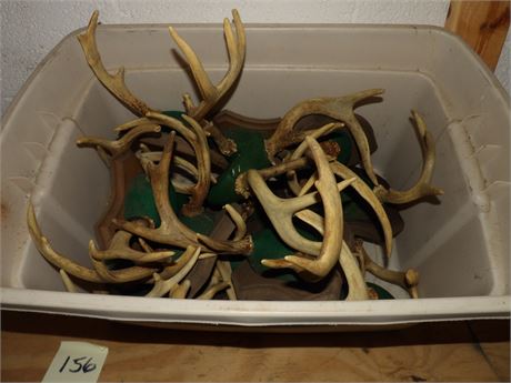 WILD LIFE HORNS