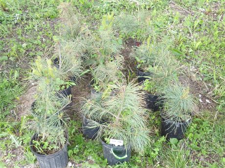 WHITE PINE TREES ( 17 APPROX. PRICE FOR GROUP )