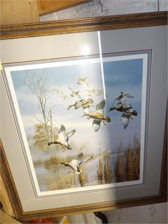 WILD DUCK PRINT W / FRAME