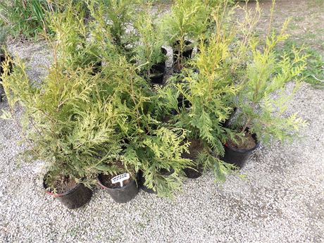 WHITE CEDAR TREES **PRICE IS FOR ENTIRE LOT** ( 25 COUNT )