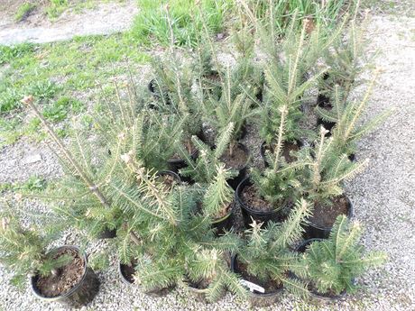 BALSAM FIR TREES  **PRICE IS FOR ENTIRE LOT** ( 25 COUNT )