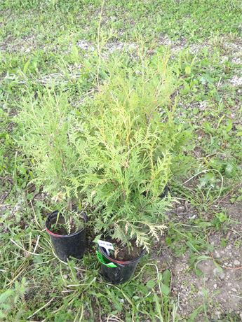 WHITE CEDAR TREES ( 5 APPROX. PRICE FOR GROUP )