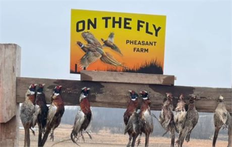 10 Bird Hunt