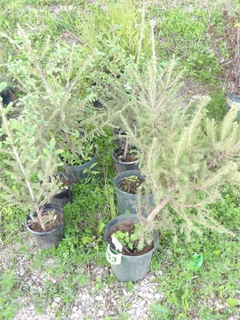 WHITE SPRUCE TREES ( 8 APPROX. PRICE FOR GROUP)