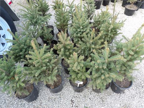 BLACK HILLS SPRUCE  **PRICE IS FOR ENTIRE LOT** ( 25 COUNT )