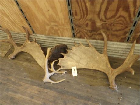 MOOSE ANTLERS