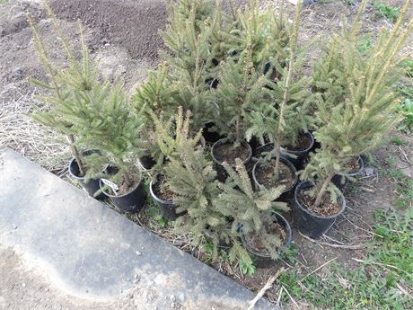 WHITE SPRUCE  **PRICE IS FOR ENTIRE LOT** ( 25 COUNT )