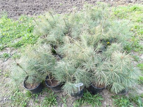 WHITE PINE TREES **PRICE IS FOR ENTIRE LOT** ( 25 COUNT )